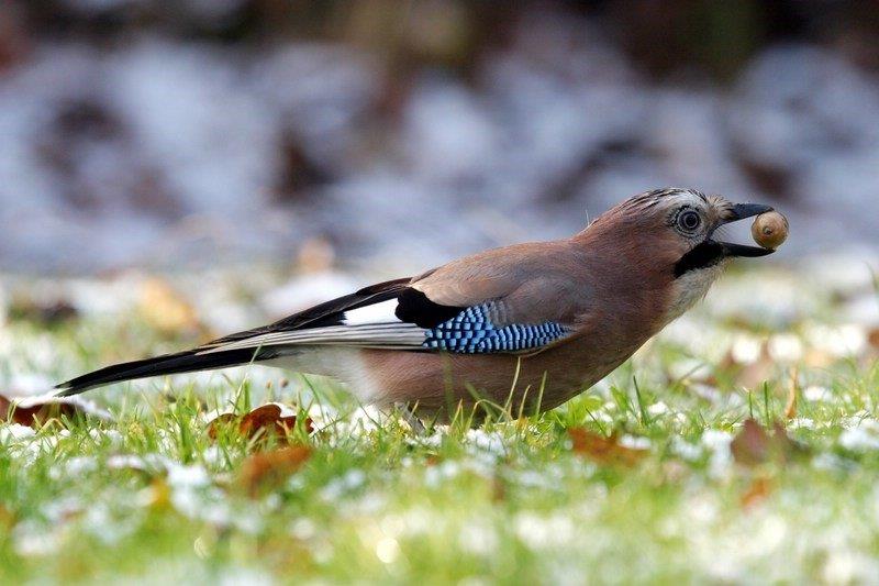 Garrulus glandarius